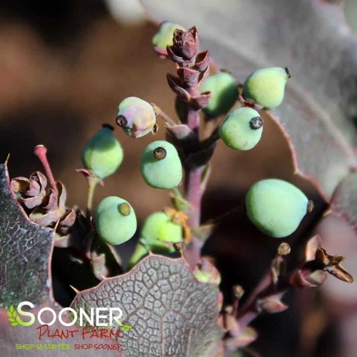 CREEPING MAHONIA 4 CREEPING MAHONIA - Image 2