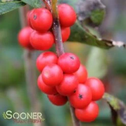 LITTLE GOBLIN® ORANGE WINTERBERRY HOLLY -Verdant Zone DETA3 3356