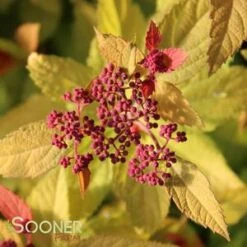 DOUBLE PLAY® CANDY CORN® SPIRAEA -Verdant Zone DETA3 3367