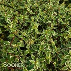 Verdant Zone 12 Verdant Zone -Verdant Zone DETA3 3380