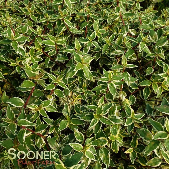 RADIANCE ABELIA 4 RADIANCE ABELIA - Image 2