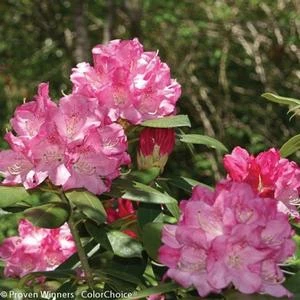 DANDY MAN® PINK RHODODENDRON 6 DANDY MAN® PINK RHODODENDRON - Image 4