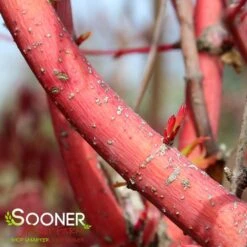 BENI KAWA CORAL BARK UPRIGHT JAPANESE MAPLE -Verdant Zone DETA3 3604