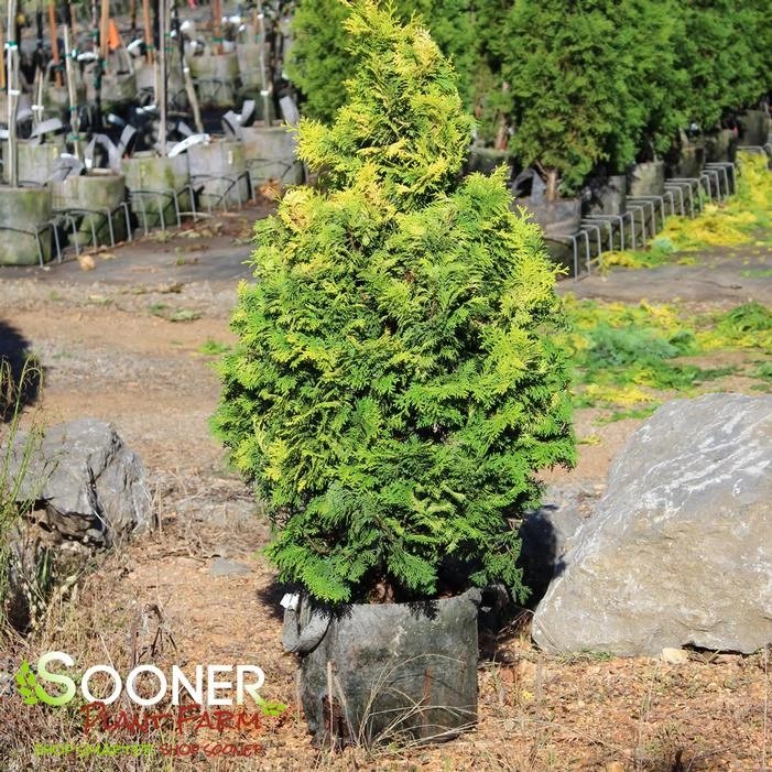 RAY OF LIGHT™ FALSE CYPRESS 4 RAY OF LIGHT™ FALSE CYPRESS - Image 2