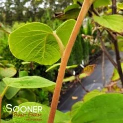 FRAGRANT SNOWBELL 9 FRAGRANT SNOWBELL -Verdant Zone DETA3 3762