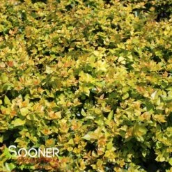 Verdant Zone 10 Verdant Zone -Verdant Zone DETA3 379