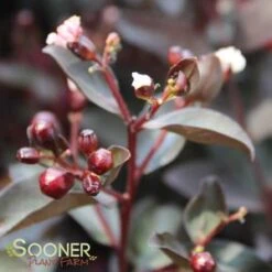 DOUBLE DYNAMITE® CRAPEMYRTLE -Verdant Zone DETA3 3805