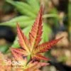 CORAL MAGIC UPRIGHT JAPANESE MAPLE -Verdant Zone DETA3 3855