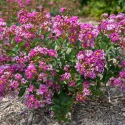 BELLINI® GRAPE CRAPEMYRTLE -Verdant Zone DETA3 3955