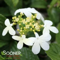 SUMMER SNOWFLAKE DOUBLEFILE VIBURNUM -Verdant Zone DETA3 413