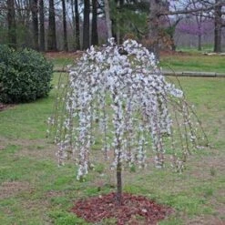 SNOW FOUNTAIN WEEPING FLOWERING CHERRY 11 SNOW FOUNTAIN WEEPING FLOWERING CHERRY -Verdant Zone DETA3 433