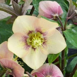HONEYMOON® SANDY SHORES LENTEN ROSE 5 HONEYMOON® SANDY SHORES LENTEN ROSE - Image 3