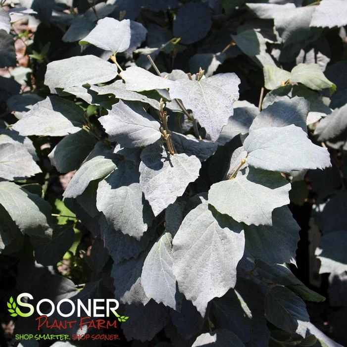 BLUE SHADOW WITCH ALDER 3 BLUE SHADOW WITCH ALDER