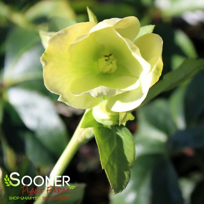 WEDDING PARTY® WEDDING BELLS LENTEN ROSE 4 WEDDING PARTY® WEDDING BELLS LENTEN ROSE - Image 2