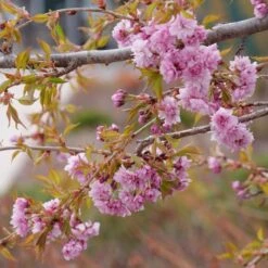 WEEPING EXTRAORDINAIRE™ FLOWERING CHERRY 7 WEEPING EXTRAORDINAIRE™ FLOWERING CHERRY -Verdant Zone DETA3 4734