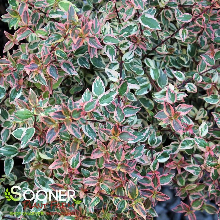 TRES AMIGOS® ABELIA 5 TRES AMIGOS® ABELIA - Image 3