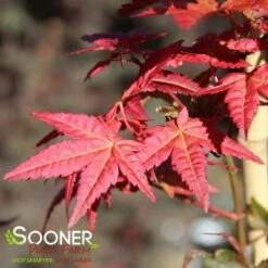 BENI MAIKO UPRIGHT JAPANESE MAPLE -Verdant Zone DETA3 4895