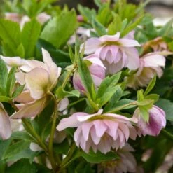 WEDDING PARTY® FLOWER GIRL LENTEN ROSE