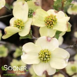 CLOUD 9 DOGWOOD -Verdant Zone DETA3 5097