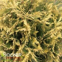 GOLDEN GLOBE ARBORVITAE -Verdant Zone DETA3 5189