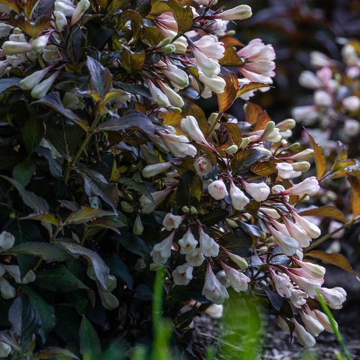 AFTERGLOW™ WEIGELA 3 AFTERGLOW™ WEIGELA