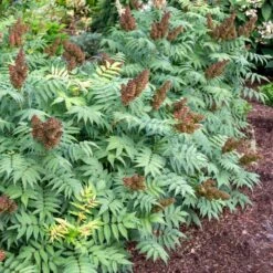 CHERRY ON TOP™ SORBARIA -Verdant Zone DETA3 5197