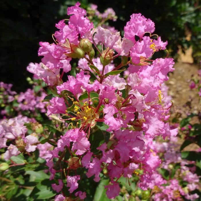 GREATMYRTLE™ COTTON CANDY CRAPEMYRTLE 4 GREATMYRTLE™ COTTON CANDY CRAPEMYRTLE - Image 2