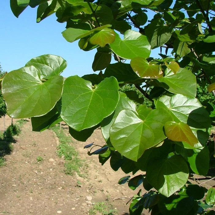 LUSCIOUS LAVENDER™ REDBUD 4 LUSCIOUS LAVENDER™ REDBUD - Image 2