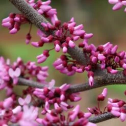 MIDNIGHT EXPRESS® REDBUD 9 MIDNIGHT EXPRESS® REDBUD -Verdant Zone DETA3 5287