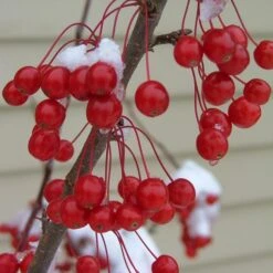 SWEET SUGAR TYME® CRABAPPLE 9 SWEET SUGAR TYME® CRABAPPLE -Verdant Zone DETA3 5288