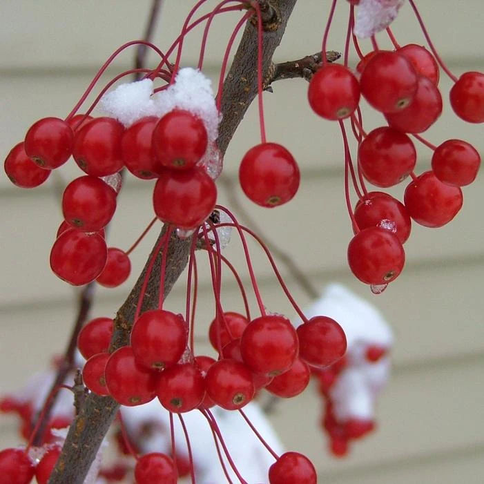 SWEET SUGAR TYME® CRABAPPLE 5 SWEET SUGAR TYME® CRABAPPLE - Image 3