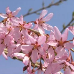 PINK SNOW SHOWERS™ WEEPING CHERRY 10 PINK SNOW SHOWERS™ WEEPING CHERRY -Verdant Zone DETA3 5289