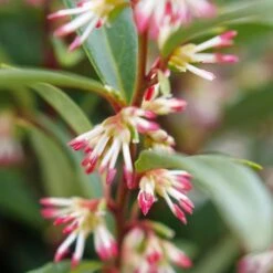 SWEET & LO™ SWEET BOX 8 SWEET & LO™ SWEET BOX -Verdant Zone DETA3 5302