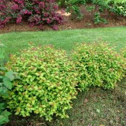 DOUBLE PLAY® DOLLY™ SPIRAEA 11 DOUBLE PLAY® DOLLY™ SPIRAEA -Verdant Zone DETA3 5303