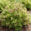 BUBBLY WINE™ WEIGELA 1 BUBBLY WINE™ WEIGELA -Verdant Zone DETA3 5306