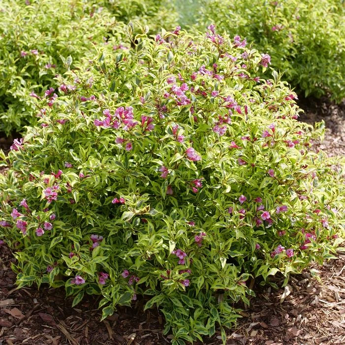BUBBLY WINE™ WEIGELA 3 BUBBLY WINE™ WEIGELA