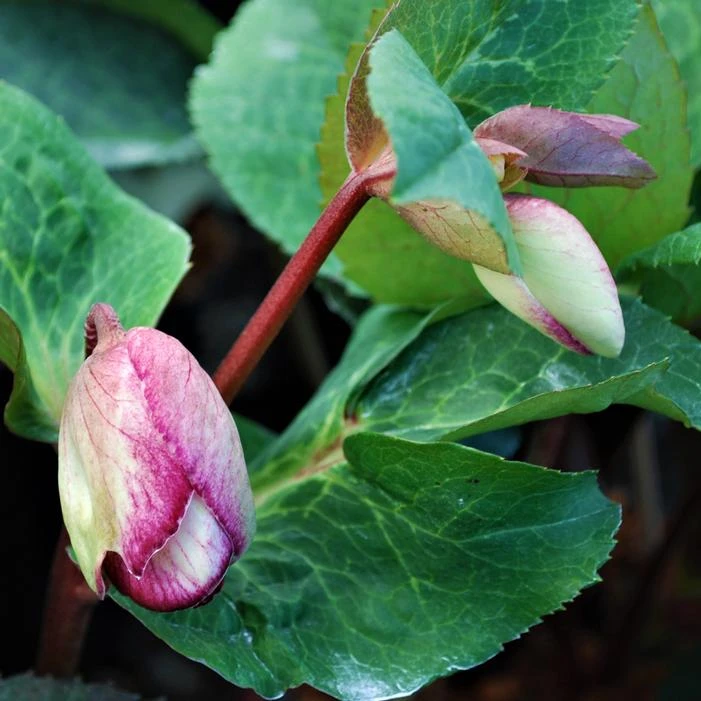 FROSTKISS® GLENDA'S GLOSS LENTEN ROSE 5 FROSTKISS® GLENDA'S GLOSS LENTEN ROSE - Image 3