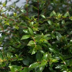 APPLE PERFECTION™ ABELIA 7 APPLE PERFECTION™ ABELIA -Verdant Zone DETA3 5659