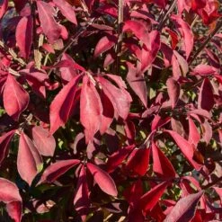 FIRE BALL® SEEDLESS BURNING BUSH 7 FIRE BALL® SEEDLESS BURNING BUSH -Verdant Zone DETA3 5731