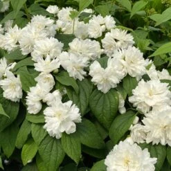 ILLUMINATI SPICE™ MOCKORANGE -Verdant Zone DETA3 5740