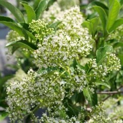 YARDLINE™ VIBURNUM -Verdant Zone DETA3 5749