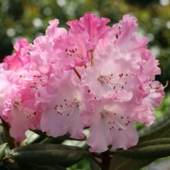 DANDY MAN COLOR WHEEL® RHODODENDRON 7 DANDY MAN COLOR WHEEL® RHODODENDRON -Verdant Zone DETA3 5763