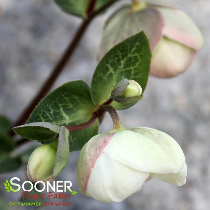 FROSTKISS® MOONDANCE LENTEN ROSE 4 FROSTKISS® MOONDANCE LENTEN ROSE - Image 2