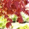 SAMURAI SWORD™ UPRIGHT JAPANESE MAPLE -Verdant Zone DETA3 5799