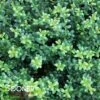LUCKY MARBLE™ DWARF JAPANESE HOLLY -Verdant Zone DETA3 5839