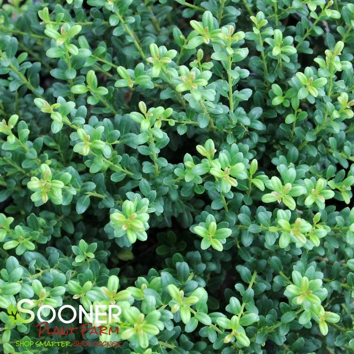 LUCKY MARBLE™ DWARF JAPANESE HOLLY 3 LUCKY MARBLE™ DWARF JAPANESE HOLLY