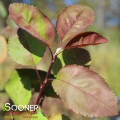 AUTUMN BRILLIANCE® SERVICEBERRY 8 AUTUMN BRILLIANCE® SERVICEBERRY -Verdant Zone DETA3 6