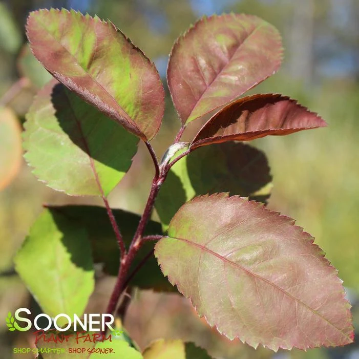 AUTUMN BRILLIANCE® SERVICEBERRY 5 AUTUMN BRILLIANCE® SERVICEBERRY - Image 3