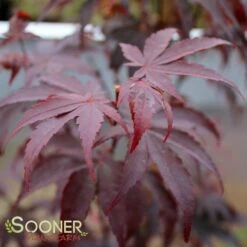 BLOODGOOD UPRIGHT JAPANESE MAPLE 8 BLOODGOOD UPRIGHT JAPANESE MAPLE -Verdant Zone DETA3 60