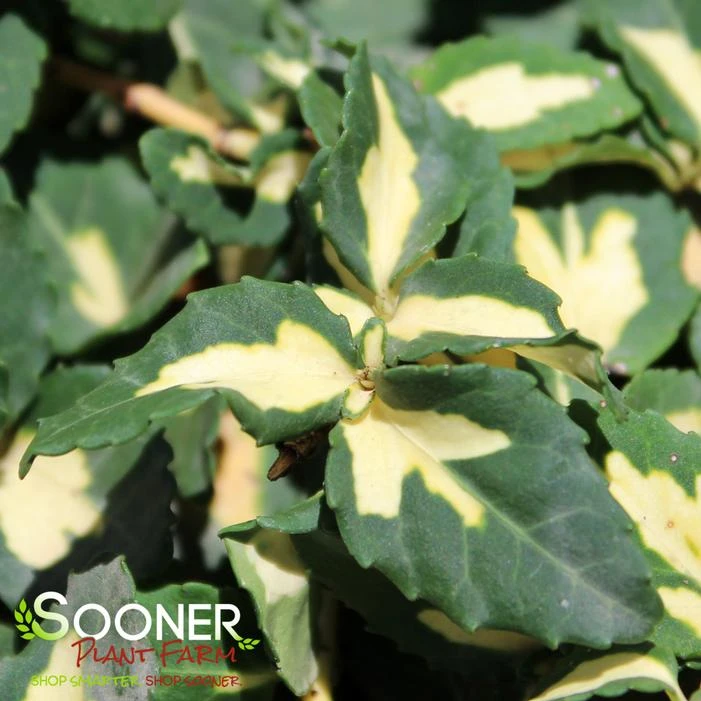 MOONSHADOW EUONYMUS 3 MOONSHADOW EUONYMUS